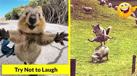 Funny Animals Memes Try Not To Laugh Wallpaper Zoo Animals