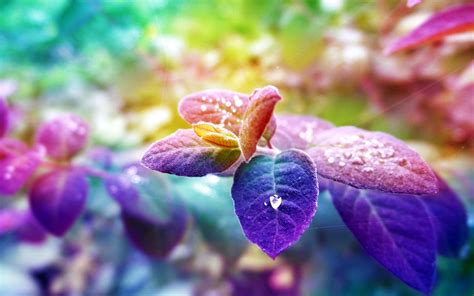 Wallpaper 1920x1200 Px Colorful Depth Of Field Leaves Nature