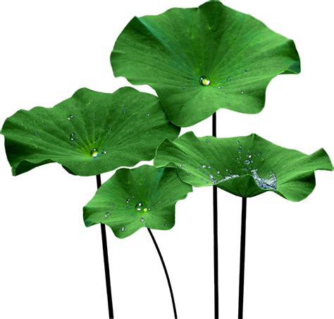 Lotus Leaves Plant Leaves Floral Wall Floral Decor Lily Flower