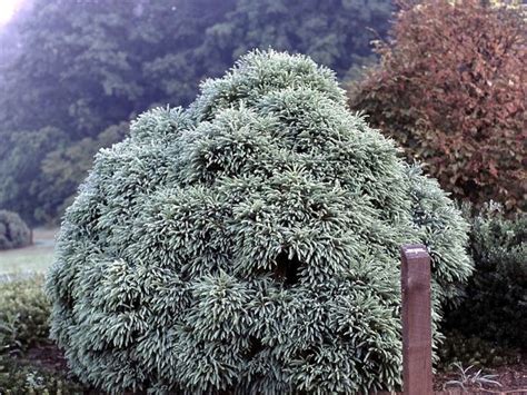 Cryptomeria Japonica Globosa Nana Dwarf Globe Japanese Cedar The