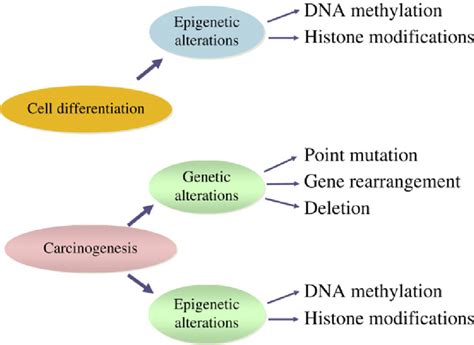 regulation of gene expression in cell differentiation and download scientific diagram