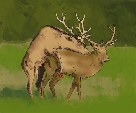 Rule 34 Anal Animal Genitalia Antlers Balls Buck Cervine Elk Feral