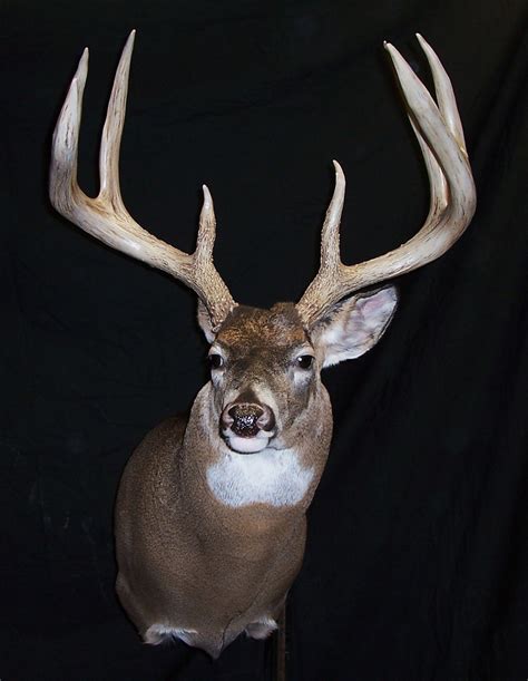 At One Time World Record 8 Point I Mounted Big Deer Deer Pictures Whitetail Bucks