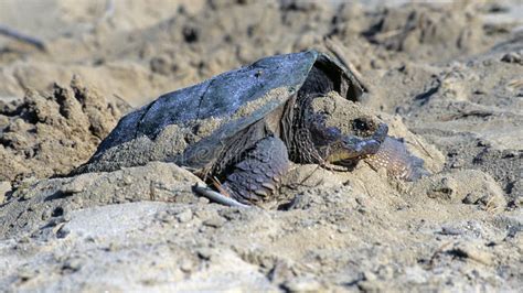 Female Snapping Turtle Stock Photo Image Of Digging 91066998