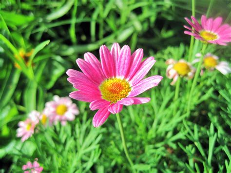 Pink Daisy Flower Free Stock Photo Public Domain Pictures