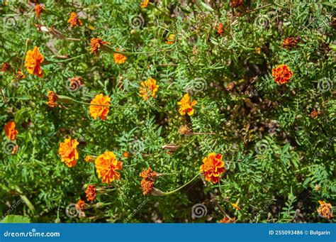 Orange Autumn Flowers Stock Photo Image Of Flower Bush 255093486