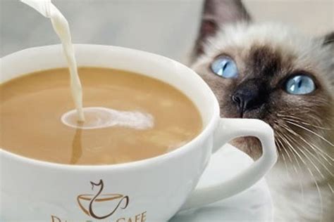 Purrfect shop to satisfy the cat lovers in your life or. Dat Cat Cafe Hopes to Become NOLA's First Feline-Friendly ...