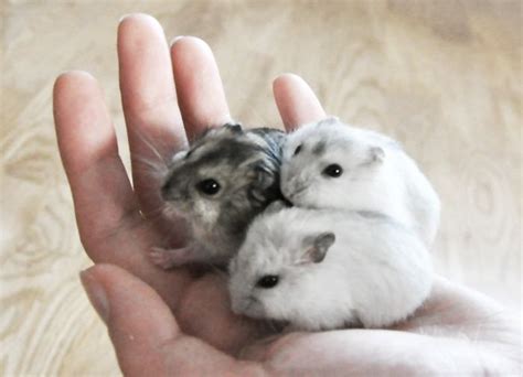 Funny Cute Hamsters Mini Hamster Babies Too Cute Or Funny Cute Hamsters Cute Small
