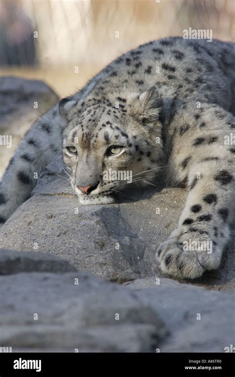 Snow Leopard Lying Down On Hi Res Stock Photography And Images Alamy