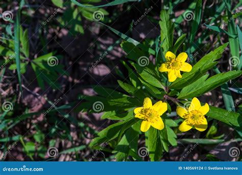 First Spring Yellow Flowers In The Forest Stock Photo Image Of Bright