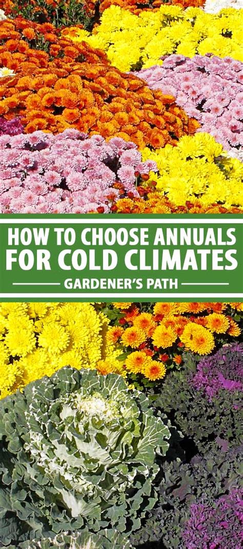 How To Choose Flowering Annuals For Cold Climates Gardeners Path