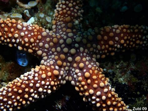 Echinoderms Starfish Brittle Star Sea Urchin Feather Star Sea