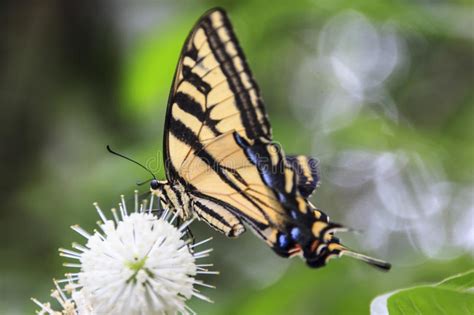 Mariposa De Swallowtail Del Tigre Imagen De Archivo Imagen De Rayas