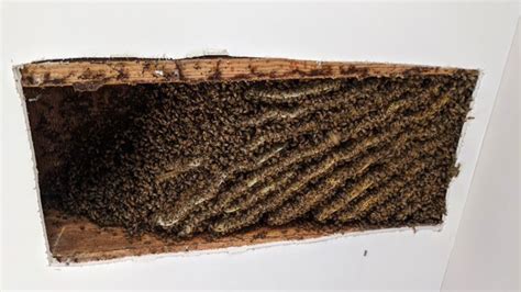 He Suspected The Buzzing In His Ceiling Were Bees He Just Didn T Expect To Find 100 000 Of Them