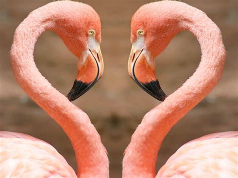 Pink Flamingos Prachtige Vogels Flamingo Behang Roze Flamingos