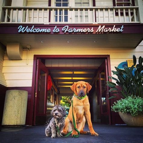 The farmer's dog delivers 100% . it's a dog's life at Farmers Market. Photo: @ruffcutzdtla ...