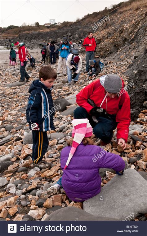Fossil Hunting On Lyme Regis Beach On The Jurassic Coast Dorset Uk