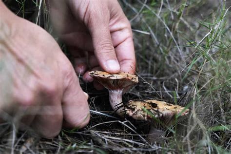 How To Forage Mushrooms Sustainably Mushroom Huntress