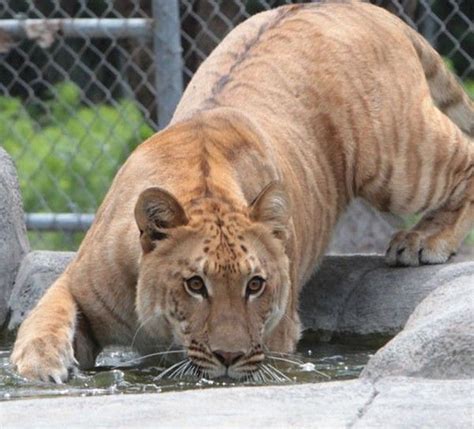 Tigon Male Tiger Crossed With A Female Lion Hybrid Cat Liger Wild