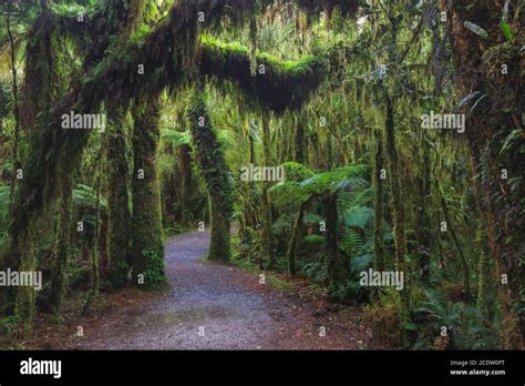 New Zealand Rainforest Details Landscape Stock Photo Alamy
