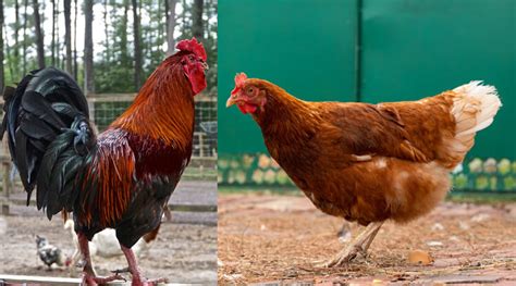 10 amazing ways of sexing chickens how to tell a rooster from a hen poultry feed formulation