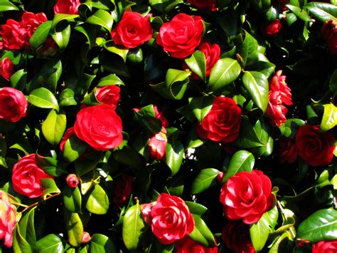 When the camellia blooms adalah film komedi thriller romantis tentang cinta yang realistis dan penuh gairah di antara tiga pasangan. Camellia Flower Information | Garden Guides