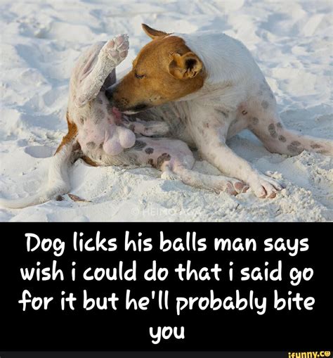 Dog Licks His Balls Man Says Wish I Could Do That I Said Go For It But