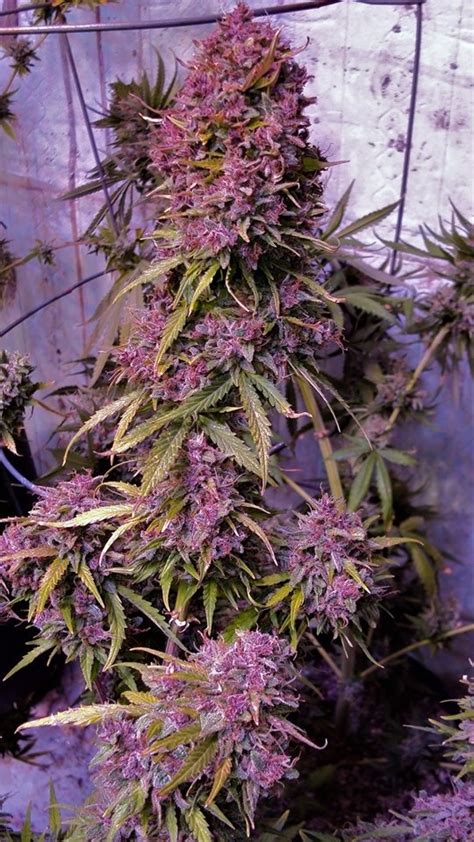 Purple Lemon Skunk Cannabis Strain Feminized Autoflower Seeds