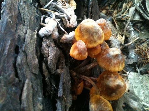 Idenification Please Iowa Mushroom Hunting And
