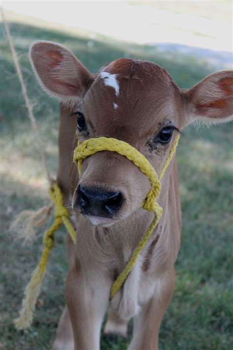 Baby Cow Tiere Süße Tiere Flauschige Tiere