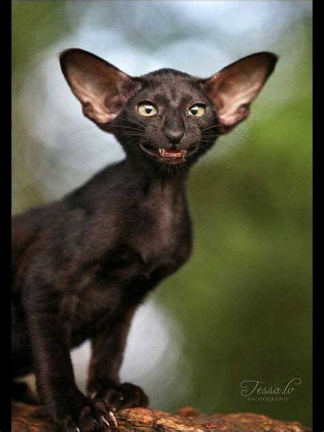 pin  michelle dickerson  chats oriental shorthair kittens oriental shorthair cats cat breeds