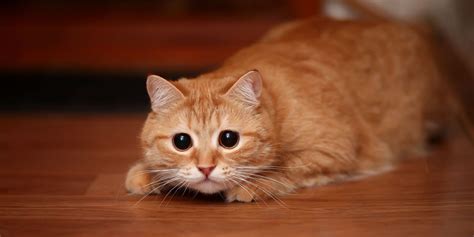 Why Do Cats Poop When They Are Scared
