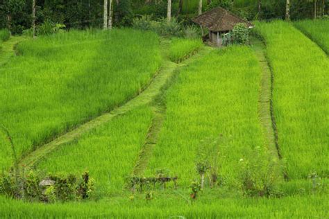 Indonesia Bali Terraced Subak Irrigation Rice Fields Of Bali Island Stock Photo Dissolve