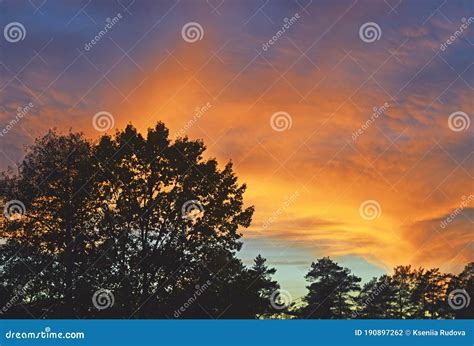 View Of Tree Silhouettes Against The Sunset Sky Stock Photo Image Of
