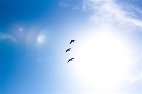 Free Images Bird Wing Cloud Sunlight Seabird Flock Flight
