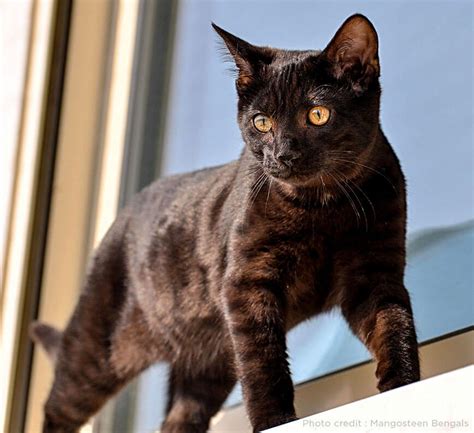 The Melanistic Bengal Cat The Ghost Cat Of The Domestic World Catsinfo