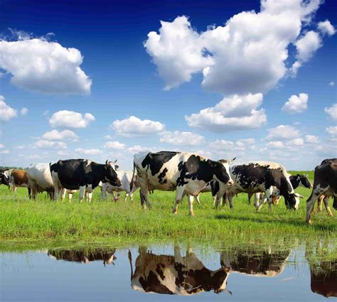 Top 91 Pictures Photos Of Cows Grazing Full Hd 2k 4k