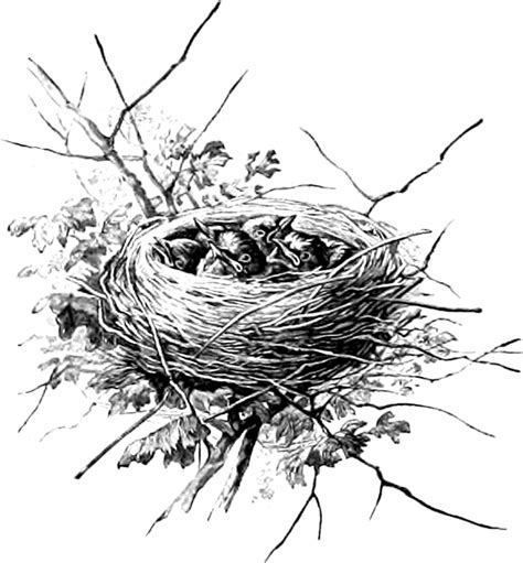 Birds Nest Drawing At Explore Collection Of Birds