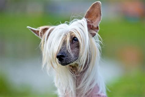 Chinese Crested Dog Breed Information And Characteristics