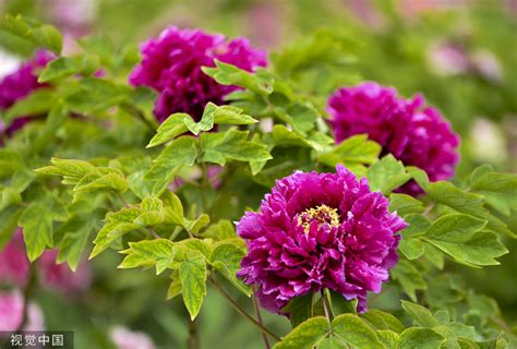 China Daily On Twitter Chinacanvas The Peonies At The Old Summer