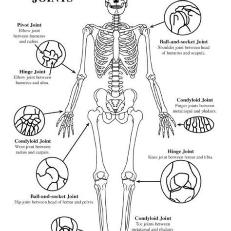 Skeletal System Diagrams And Labeling Bundle High School And College
