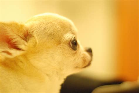 Free Stock Photo Of Chihuahua Dog