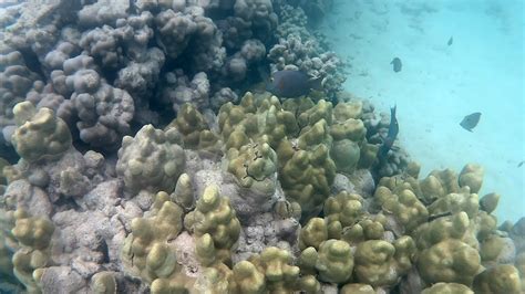 Snorkeling At Lanikai Beach Kailua Oahu Hawaii Youtube