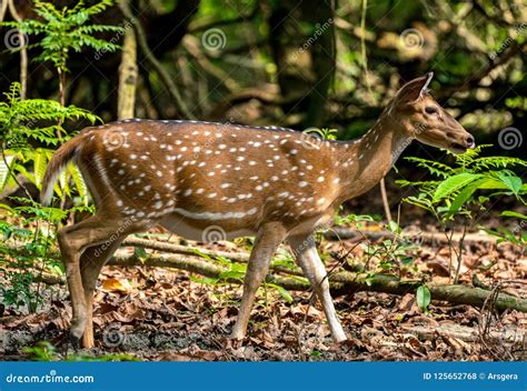 Spotted Or Sika Deer In The Jungle Stock Photo Image Of Fauna Male