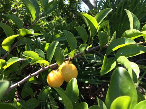 Small Tree With Round Yellow Fruit 9b