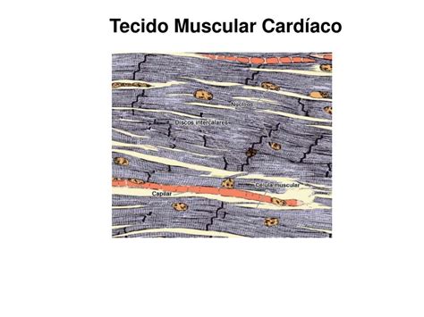 Ppt Tecido Muscular Powerpoint Presentation Free Download Id3960704