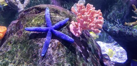 Ocean Marine Life Starfish Free Stock Photo Public Domain Pictures