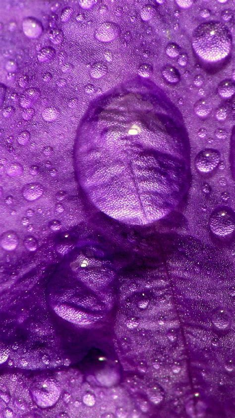 Drops On The Purple Petal Iphone Wallpapers Free Download