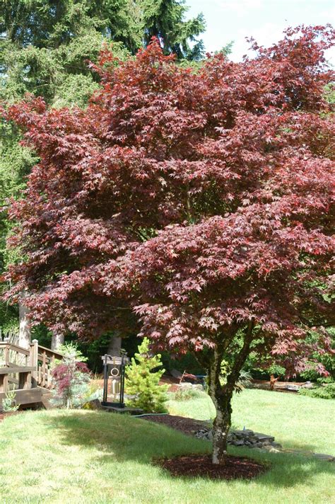 Red Japanese Maple Acer Palmatum Var Atropurpureum Wholesale