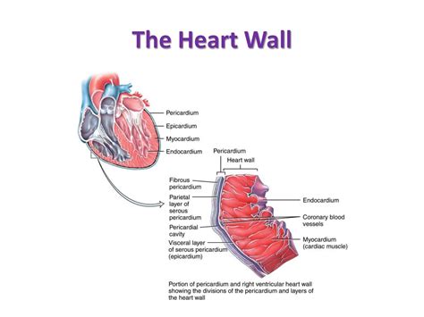 Ppt Cardiovascular System The Heart Powerpoint Presentation Free